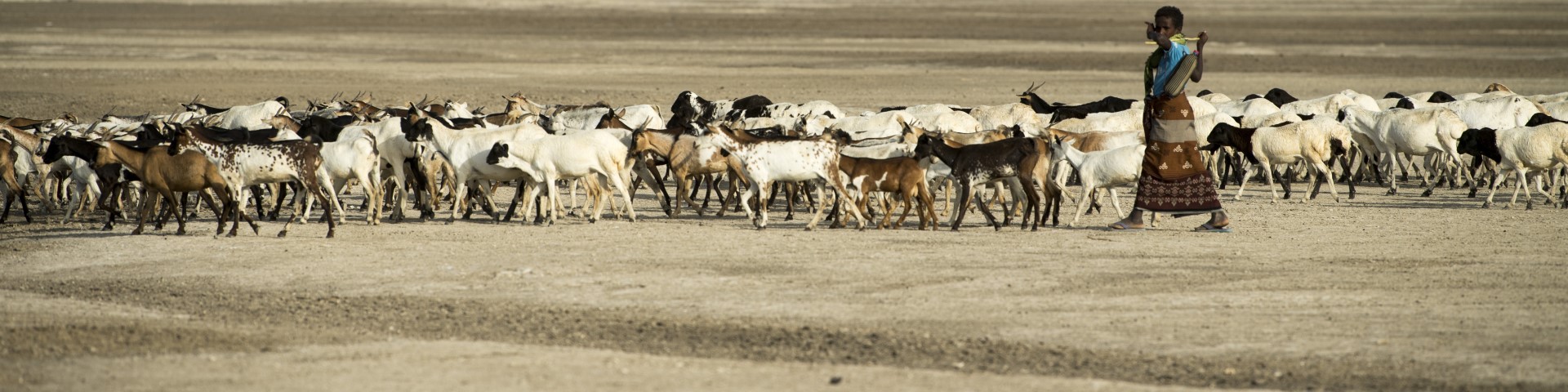 A shepherd walks with a herd of goats through a dry landscape.