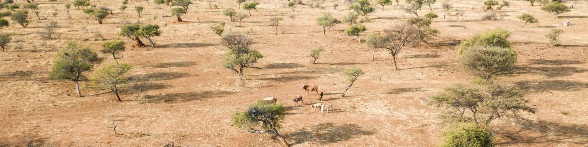 Farm animals graze on a barren landscape.