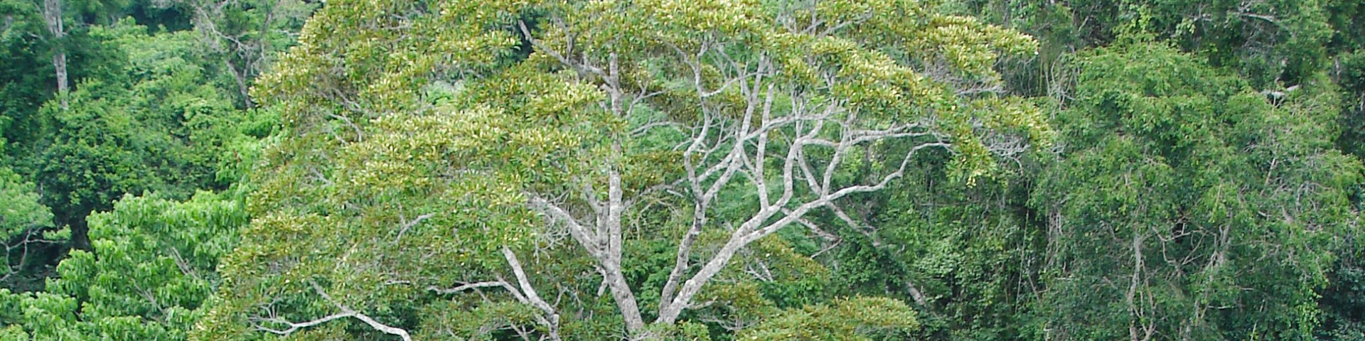 Vegetation in the Amazon forest