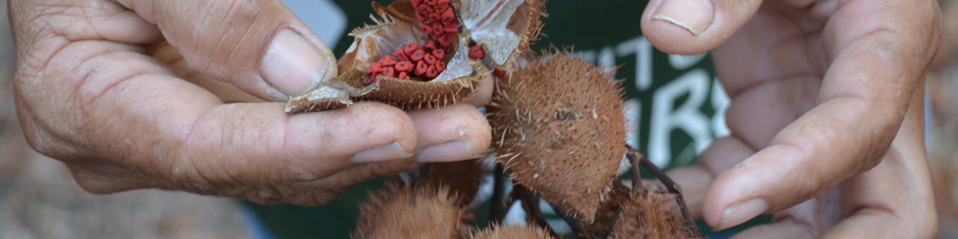 A person holding an annatto fruit in their hands.