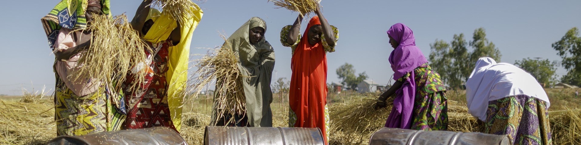 Women gather straw on a field.