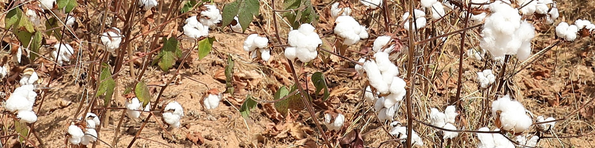 Vibrant cotton plants thriving in a field.