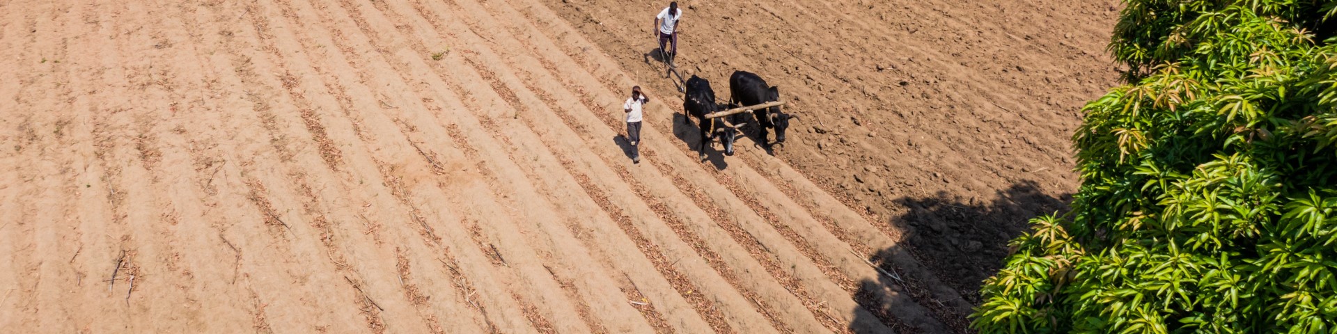 Smallholder farmers work a field with cattle in Eastern Province, Zambia.
