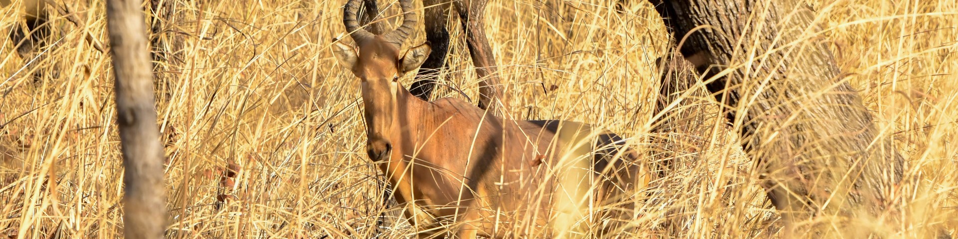 An antelope grazing in tall grass amidst a backdrop of trees.