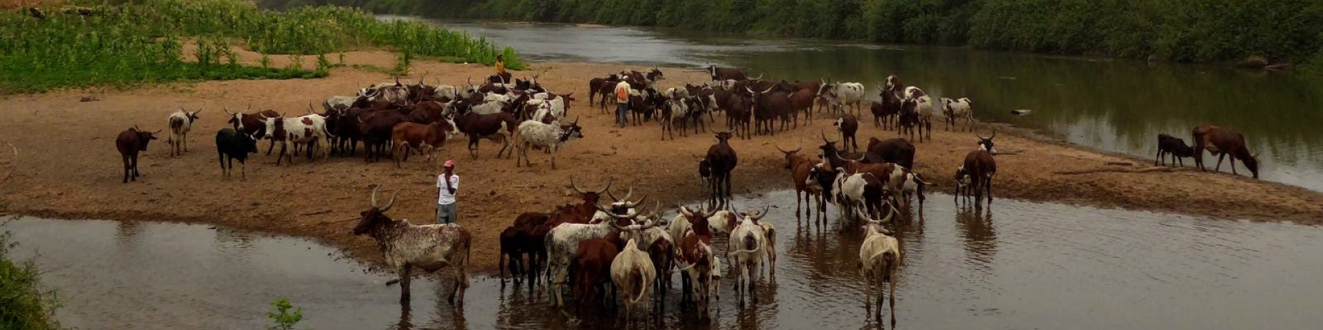 Agriculteur·rice·s avec leurs troupeaux de bovins au bord d’un cours d’eau. Droits d’auteur : GIZ