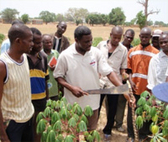 Burkina Faso. Training for improved cultivation methods in cassava production. © GIZ