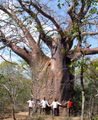 REDD+ MRV project in the SADC region. Forest inventory. © GIZ