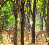 India. Intact wildlife in a forest in Gujarat