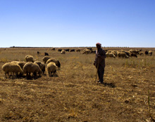 Jordan. Sustainable pasture management is one of the country’s major challenges. © GIZ