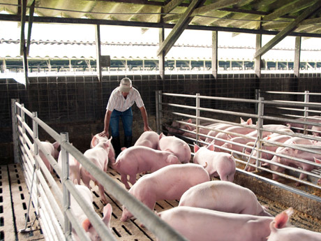 Héctor Alvarado Cantillo likes pigs: ‘They’ve got their five senses too – we treat them well. Furthermore, they are an important source of food for us.’