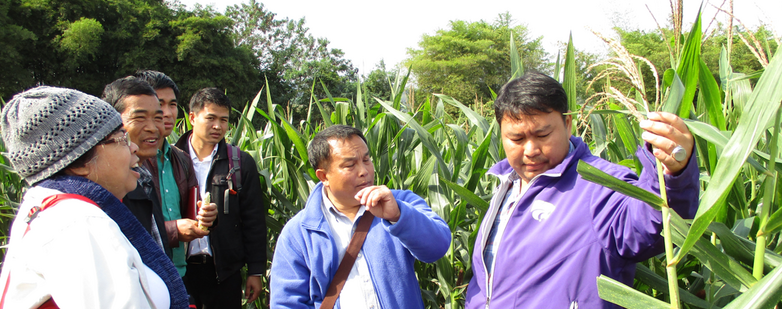 Lao representatives from the National Agriculture and Forestry Research Institute (NAFRI), the Maize and Cash crop Research Center, and provincial departments of the Ministry of Agriculture and Forestry visiting the Nakhon Sawan Field Crops Research Cente