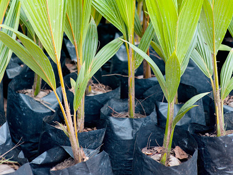 Early stages of coconut plants in a nursery…