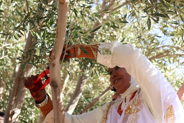 Une femme coupe les branches d'un olivier.