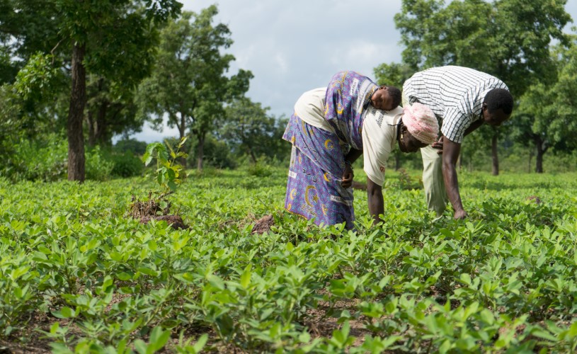 A man and a woman are working in a field. The woman has a small child on her back.