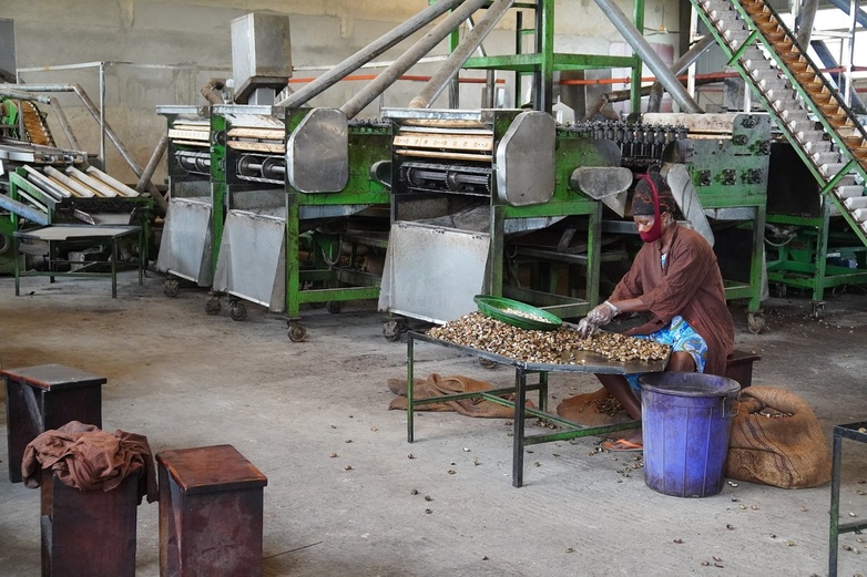 Décorticage de noix de cajou dans une entreprise moyenne à Sokodé. 