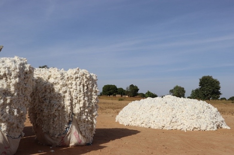 A pile of white cotton in a dirt field is prepared for transportation.