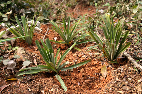 Cultivating pineapple plants on steep slopes to prevent erosion Photo: GIZ