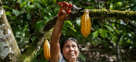 An indigenous woman is harvesting a cocoa pod in an Ecuadorian forest.