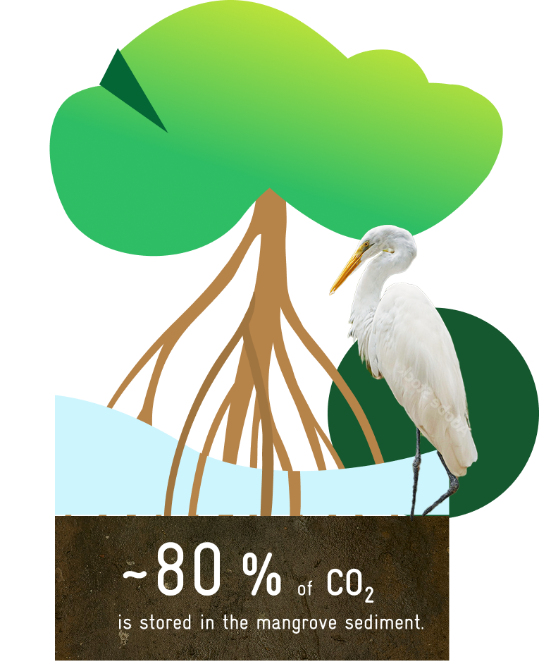 Illustration of a mangrove tree with visible roots, a white heron in the foreground, and the text “~80% of CO₂ is stored in the mangrove sediment”.