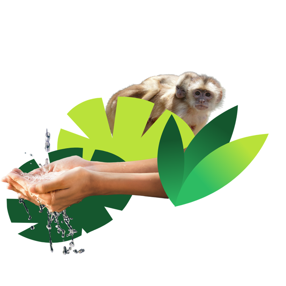 Collage aus verschiedenen Blättern. Im Hintergrund ragt ein Affe mit Baby auf dem Rücken hervor. Im Vordergrund befinden sich Hände, die Wasser auffangen. 