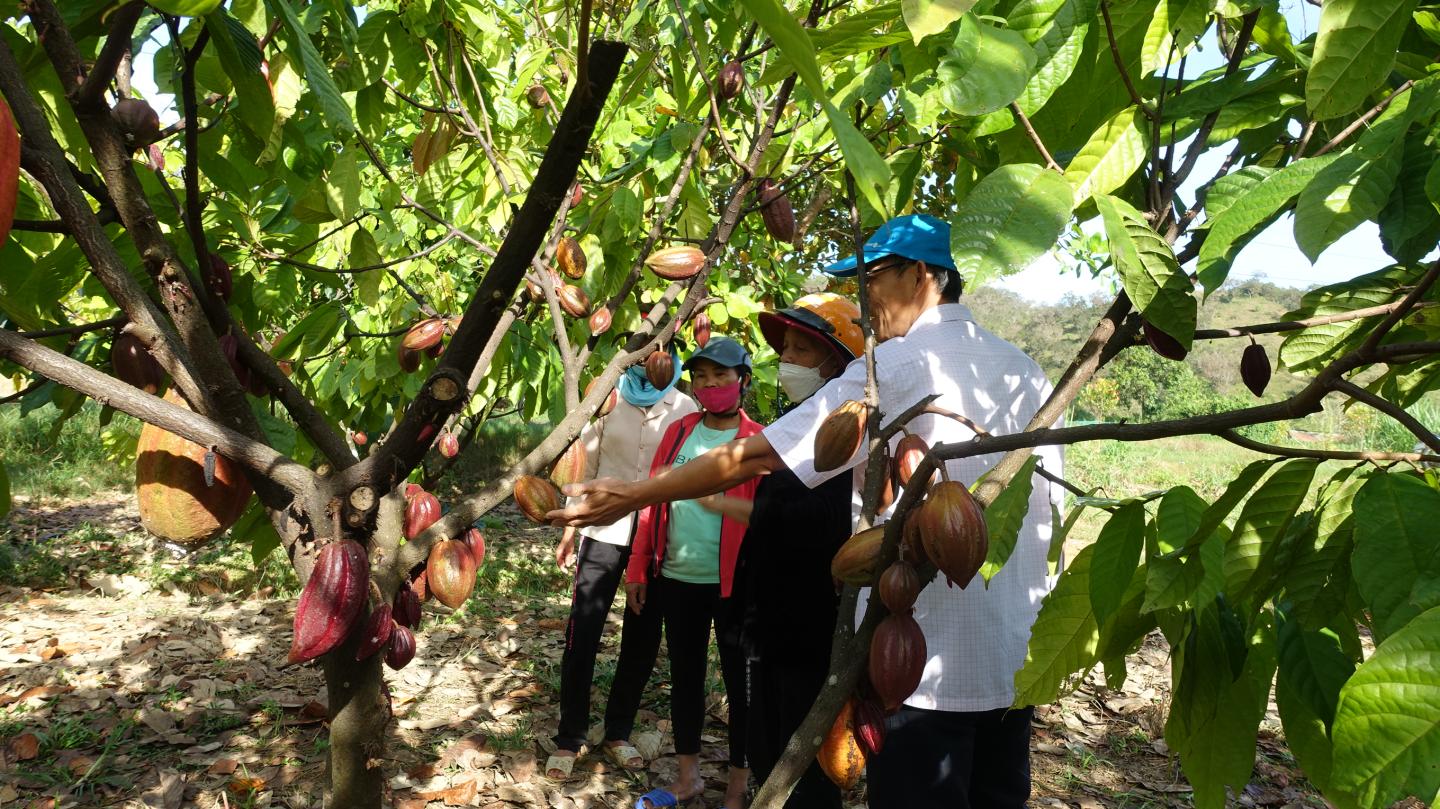 Cocoa Farmers inspecting cocoa trees.