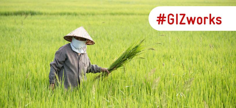 A rice farmer in traditional dress stands in a green rice field in Thailand and holds rice plants.