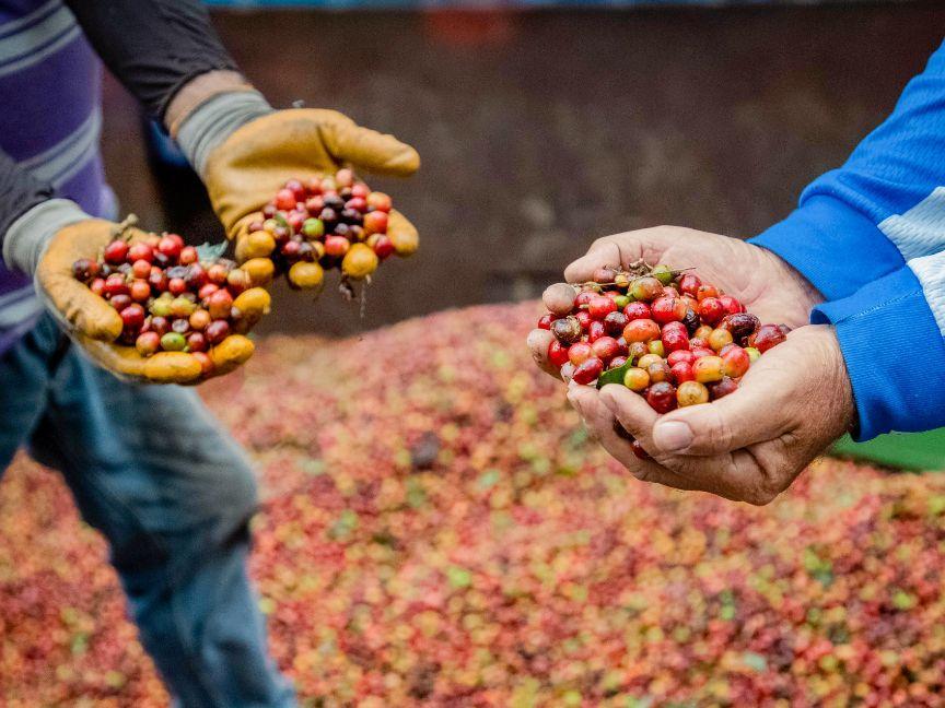 Hands of two people holding coffee berries