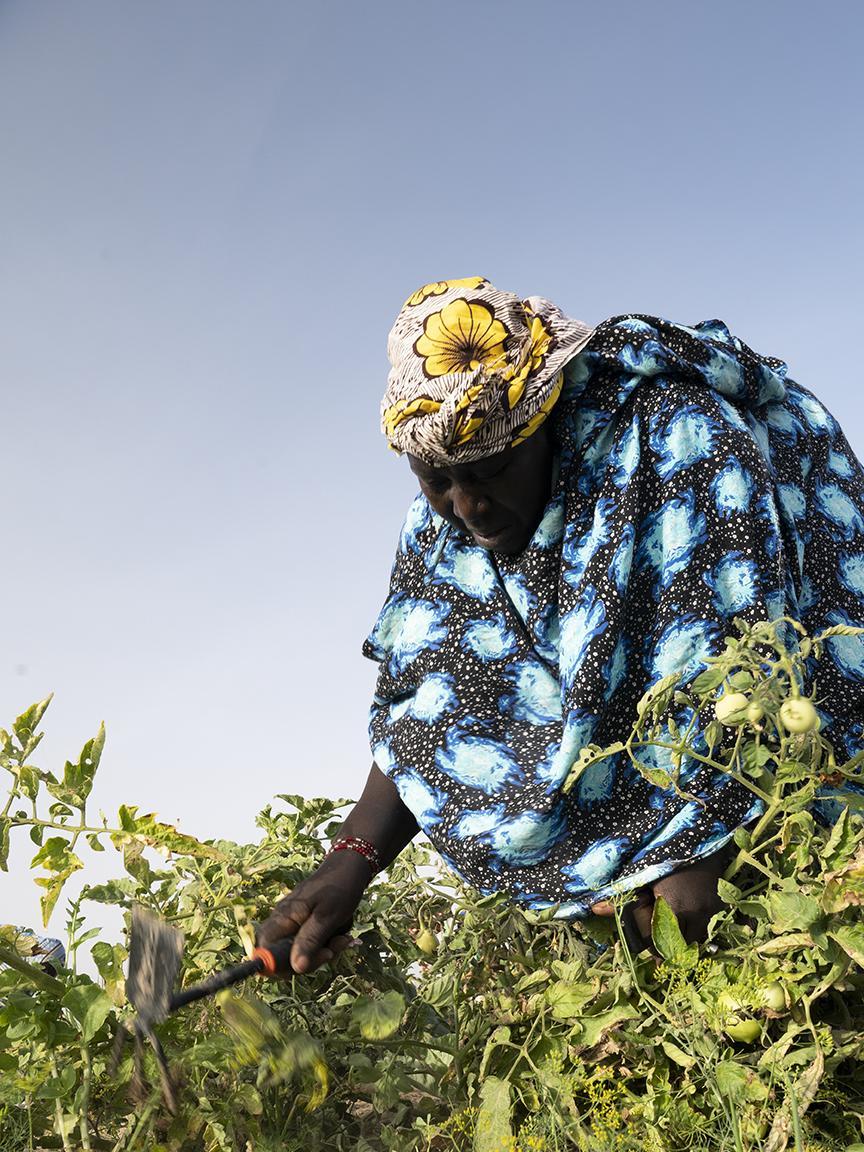 Farmer woman harvesting crops