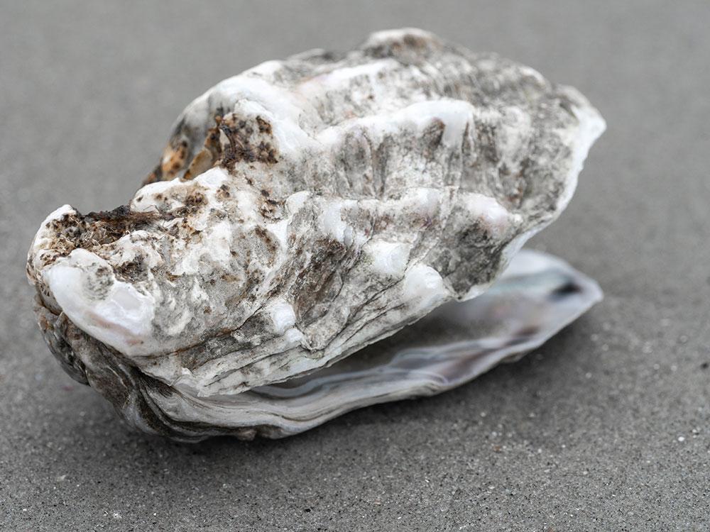 Pacific oyster on the beach