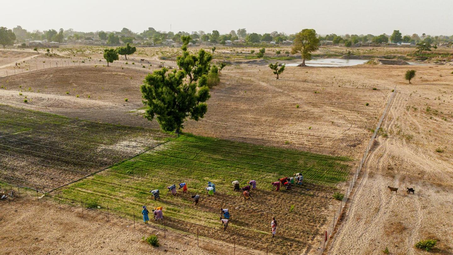 Bird's-eye view of a field being harvested