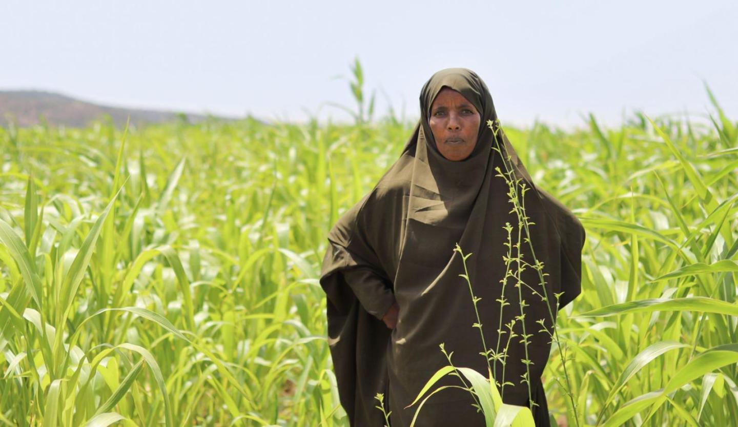 Woman wearing religious head covering stands in cornfield for portrait