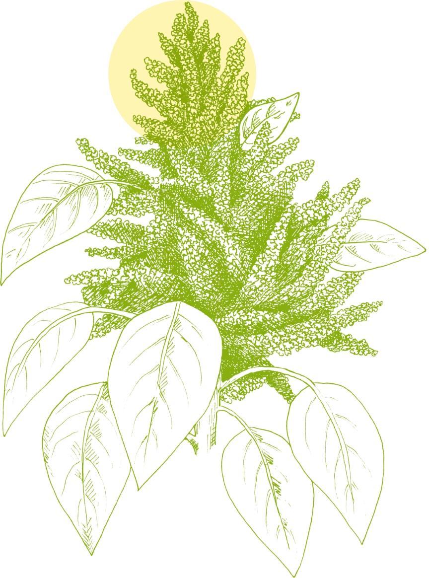 Illustration of Amaranth