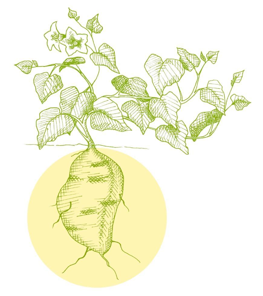 Illustration of Salt-tolerant (sweet) potatoes