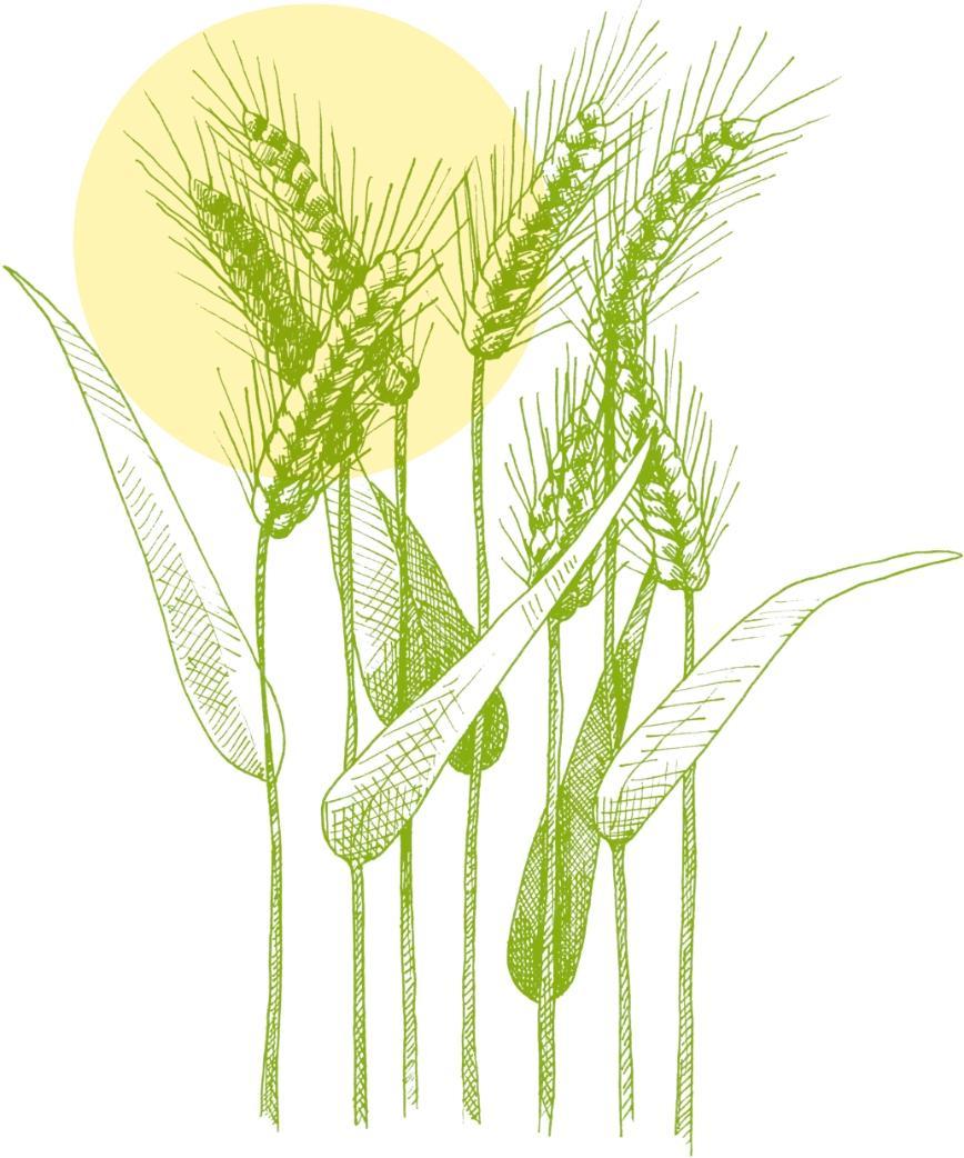 Illustration of Wheat