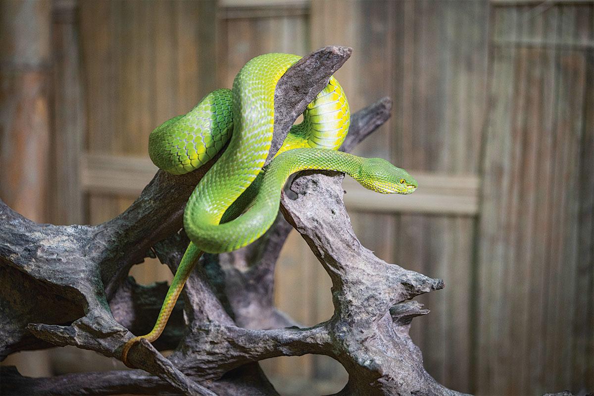 Bengalische Bambusotter