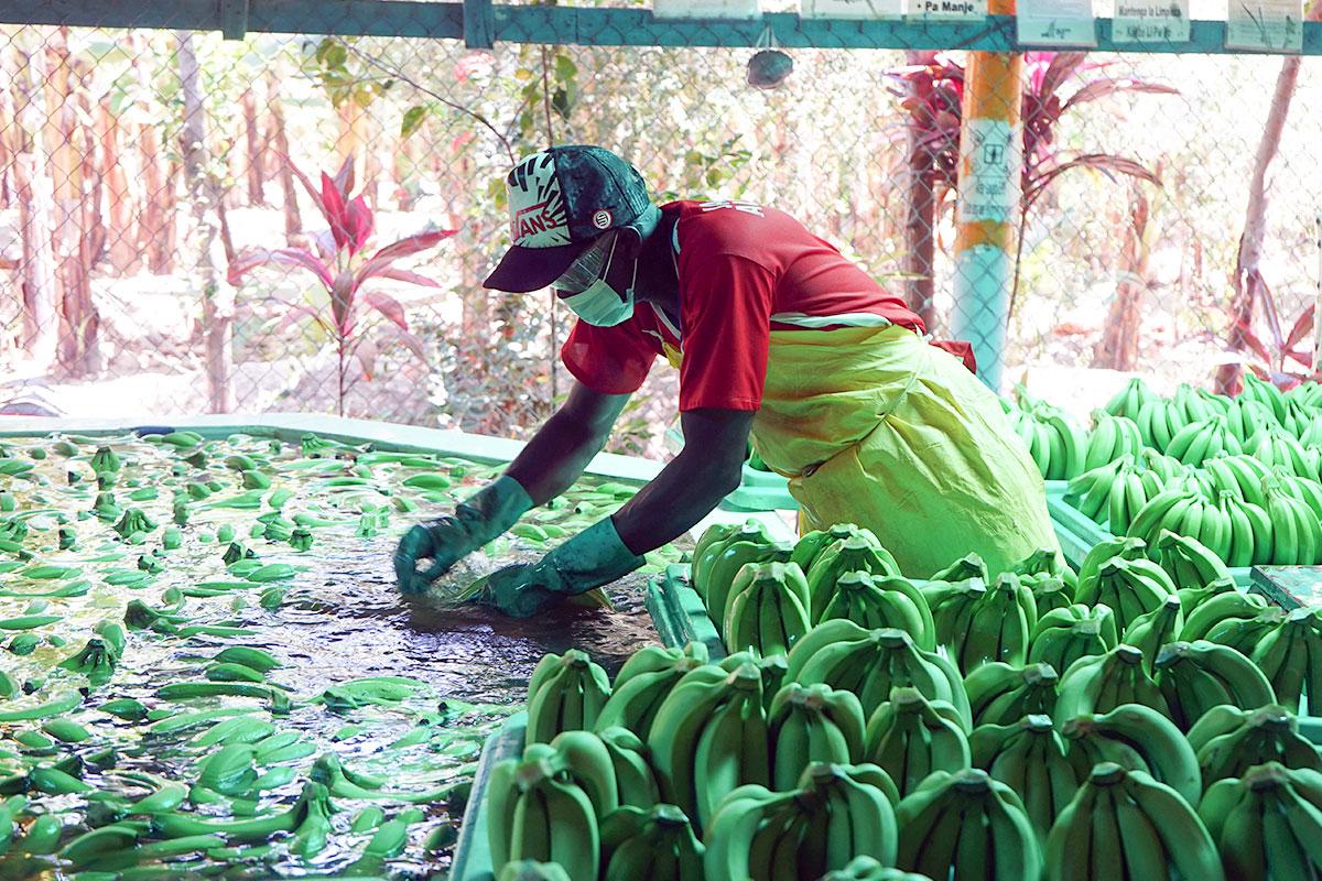 The Dominican cooperative Banelino produces organic bananas for the European market.