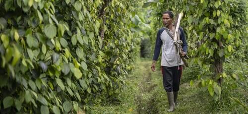 A female Indonesian changemaker with a hijab works on the field with an Indonesian Pepper farmer.