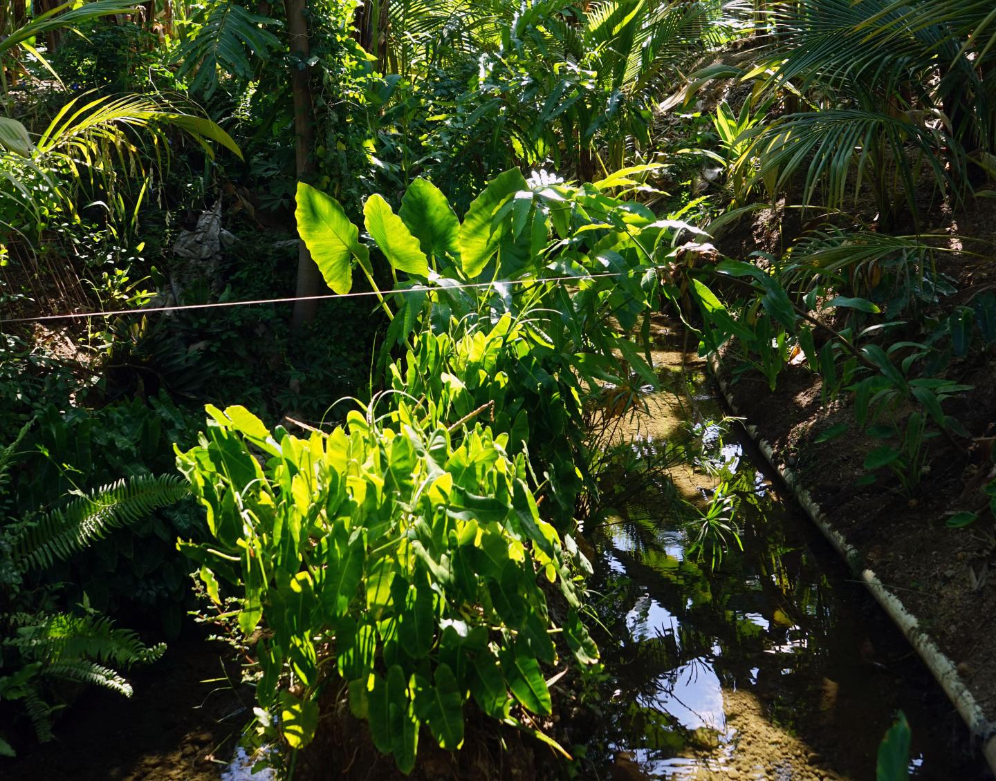 Water source on the Núñez plantation