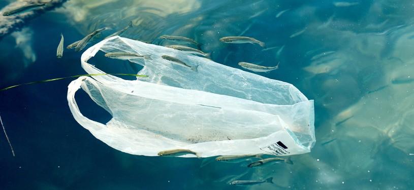 A plastic bag floats among small fish in the sea.