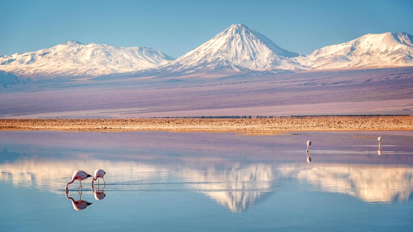 Blick auf die Wüstendlandschaft – ein flacher See mit Flamingos im Vordergrund, schneebedeckte Berge im Hintergrund
