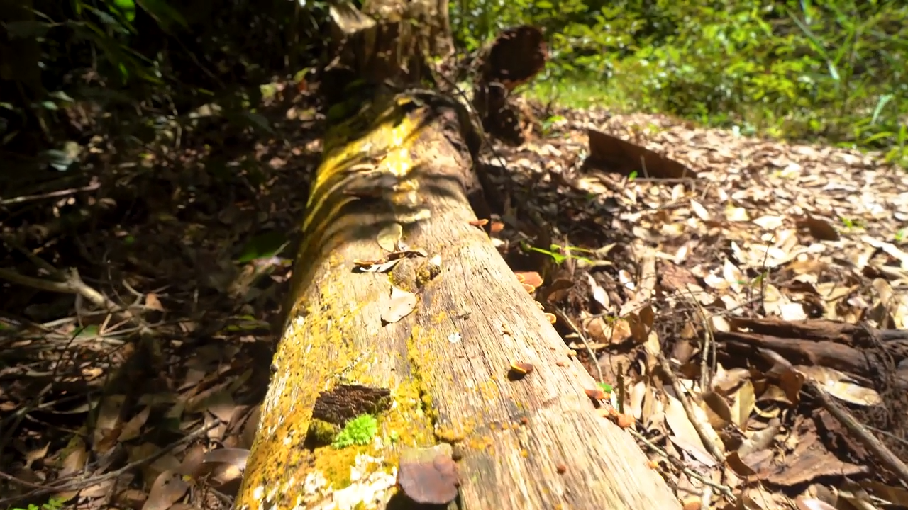 A tree trunk covered with mushrooms lies on the floor of the rainforest.