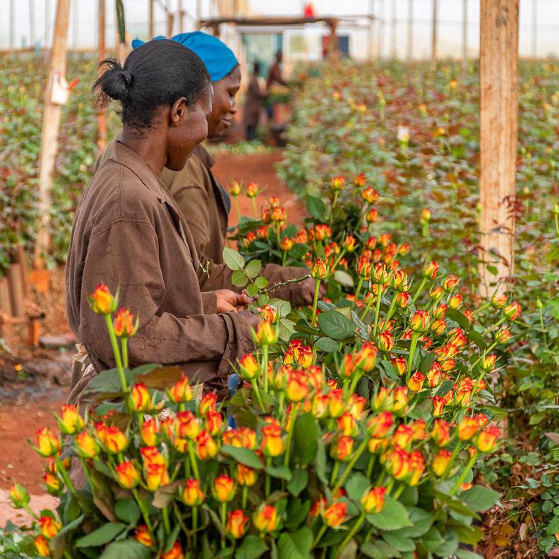 Two women are standing in a rose field.