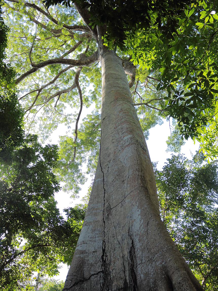 Upward view of a towering, massive tree with smooth bark and a wide-spreading canopy in the tropical rainforest.