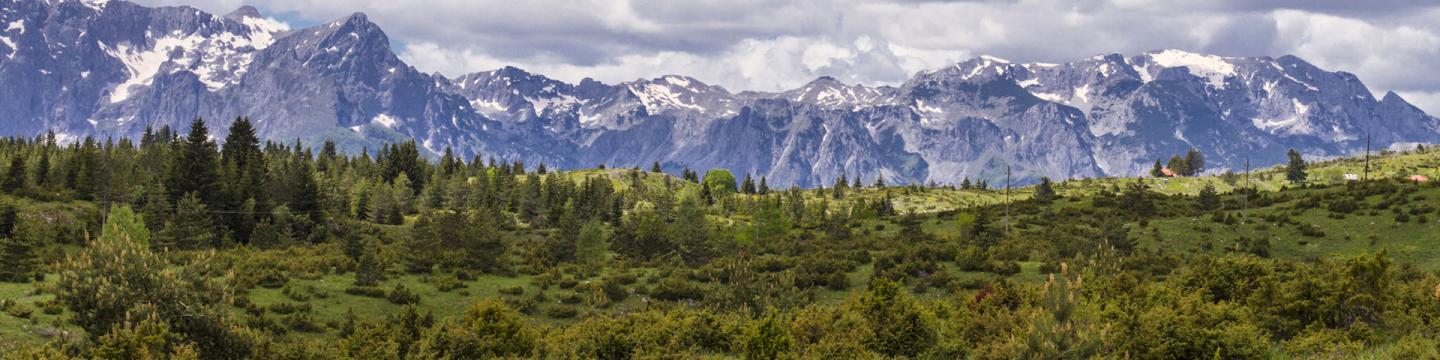 Ein schneebedecktes Gebirge, davor grüne Wiese mit Bäumen und Sträuchern.