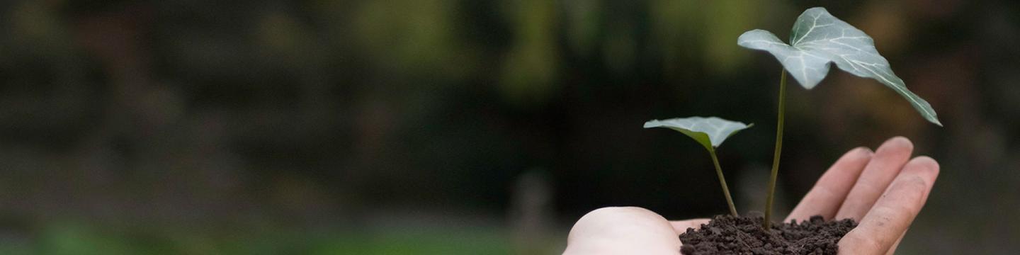 Eine offene Hand hält Erde, aus der ein Efeu wächst.