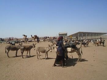 8) Solar Pumps for Use by People and Livestock (2019)