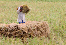 A rice farmer harvests his crop. Photo: GIZ