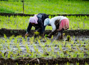 Transplanting young rice plants. Photo: GIZ
