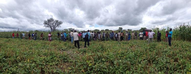 Feldtag bei einem Conservation-Agriculture-Lead-Farmer