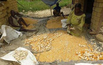 DR Kongo. Manuelle Saatgutproduktion im Dorf Libuyu. © GIZ